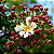 MIRINDIBA ROSA (Lafoensia glyptocarpa) - Muda com até 1 metro - Imagem 1