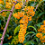 BUDLÉIA AMARELA (Buddleja madagascariensis) - Muda com até 60 cm - Imagem 2