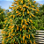 BUDLÉIA AMARELA (Buddleja madagascariensis) - Muda com até 60 cm - Imagem 1