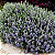TEUCRIUM (Teucrium fruticans) - Muda até 60 cm - Imagem 1