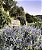 TEUCRIUM (Teucrium fruticans) - Muda até 60 cm - Imagem 3