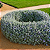 TEUCRIUM (Teucrium fruticans) - Muda até 60 cm - Imagem 4