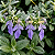 TEUCRIUM (Teucrium fruticans) - Muda até 60 cm - Imagem 2