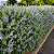 TEUCRIUM (Teucrium fruticans) - Muda até 60 cm - Imagem 5