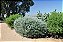 TEUCRIUM (Teucrium fruticans) - Muda até 60 cm - Imagem 6