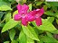 RUÉLIA ROSA ou PINK (Ruellia elegans "rosea") - Muda com até 70 cm - Imagem 2