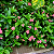 RUÉLIA ROSA ou PINK (Ruellia elegans "rosea") - Muda com até 70 cm - Imagem 6