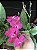 RUÉLIA ROSA ou PINK (Ruellia elegans "rosea") - Muda com até 70 cm - Imagem 5