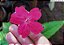 RUÉLIA ROSA ou PINK (Ruellia elegans "rosea") - Muda com até 70 cm - Imagem 4