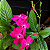 RUÉLIA ROSA ou PINK (Ruellia elegans "rosea") - Muda com até 70 cm - Imagem 1