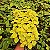 ESPORA DOURADA (Plectranthus 'Easy Gold') - Imagem 1