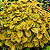 ESPORA DOURADA (Plectranthus 'Easy Gold') - Imagem 2