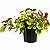 ESPORA DOURADA (Plectranthus 'Easy Gold') - Imagem 3