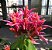AFELANDRA CORAL (Aphelandra sinclairiana) - Muda com até 60 cm - Imagem 1
