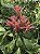 AFELANDRA CORAL (Aphelandra sinclairiana) - Muda com até 60 cm - Imagem 2