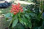 AFELANDRA CORAL (Aphelandra sinclairiana) - Muda com até 60 cm - Imagem 4