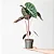 Alocasia 'Pink Dragon' - Pote 14 - Imagem 3