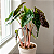 Alocasia 'Pink Dragon' - Pote 14 - Imagem 2