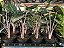 Alocasia 'Pink Dragon' - Pote 14 - Imagem 5