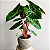 Alocasia 'Pink Dragon' - Pote 14 - Imagem 1