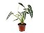Alocasia Piccolini - Pote 14 - Imagem 3
