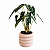 Alocasia Piccolini - Pote 14 - Imagem 1