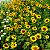 GIRASSOL (Helianthus annuus) - CAIXA COM 10 MUDAS - Pote 11 - Imagem 2