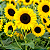 GIRASSOL (Helianthus annuus) - CAIXA COM 10 MUDAS - Pote 11 - Imagem 1