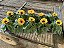 GIRASSOL (Helianthus annuus) - CAIXA COM 10 MUDAS - Pote 11 - Imagem 4