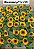 GIRASSOL (Helianthus annuus) - CAIXA COM 10 MUDAS - Pote 11 - Imagem 3