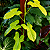 FILODENDRO VIOLINO DOURADO (Philodendron Bippenifolium Aurea 'Golden Violin') - Pote 14 - Imagem 2