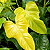 FILODENDRO VIOLINO DOURADO (Philodendron Bippenifolium Aurea 'Golden Violin') - Pote 14 - Imagem 1