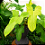 FILODENDRO VIOLINO DOURADO (Philodendron Bippenifolium Aurea 'Golden Violin') - Pote 14 - Imagem 4