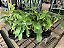 FILODENDRO VIOLINO DOURADO (Philodendron Bippenifolium Aurea 'Golden Violin') - Pote 14 - Imagem 5