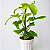 FILODENDRO VIOLINO DOURADO (Philodendron Bippenifolium Aurea 'Golden Violin') - Pote 14 - Imagem 3