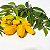 PITANGA BANANINHA (Eugenia anthropophaga) - Muda com até 30 cm - Imagem 4