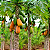 MAMÃO FORMOSA (Carica papaya) - Muda - Imagem 2