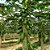 MAMÃO FORMOSA (Carica papaya) - Muda - Imagem 3