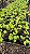 XANADU GOLDEN ou DOURADO (Thaumatophyllum xanadu 'Gold') - Pote 11 - Imagem 11