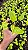 XANADU GOLDEN ou DOURADO (Thaumatophyllum xanadu 'Gold') - Pote 11 - Imagem 6