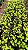 XANADU GOLDEN ou DOURADO (Thaumatophyllum xanadu 'Gold') - Pote 11 - Imagem 10