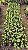 XANADU GOLDEN ou DOURADO (Thaumatophyllum xanadu 'Gold') - Pote 11 - Imagem 9