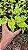 XANADU GOLDEN ou DOURADO (Thaumatophyllum xanadu 'Gold') - Pote 11 - Imagem 7