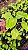 XANADU GOLDEN ou DOURADO (Thaumatophyllum xanadu 'Gold') - Pote 11 - Imagem 5