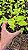 XANADU GOLDEN ou DOURADO (Thaumatophyllum xanadu 'Gold') - Pote 11 - Imagem 3