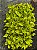 XANADU GOLDEN ou DOURADO (Thaumatophyllum xanadu 'Gold') - Pote 11 - Imagem 12