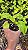 XANADU GOLDEN ou DOURADO (Thaumatophyllum xanadu 'Gold') - Pote 11 - Imagem 8