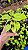 XANADU GOLDEN ou DOURADO (Thaumatophyllum xanadu 'Gold') - Pote 11 - Imagem 2