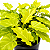 XANADU GOLDEN ou DOURADO (Thaumatophyllum xanadu 'Gold') - Pote 11 - Imagem 1