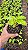 XANADU GOLDEN ou DOURADO (Thaumatophyllum xanadu 'Gold') - Pote 11 - Imagem 4